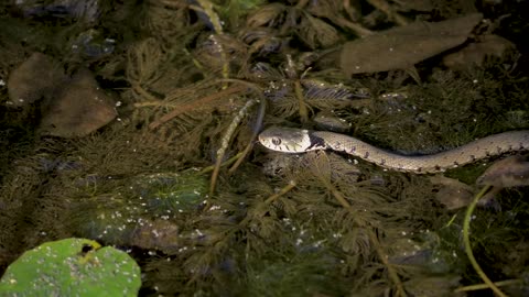 Snake Swims In Pond