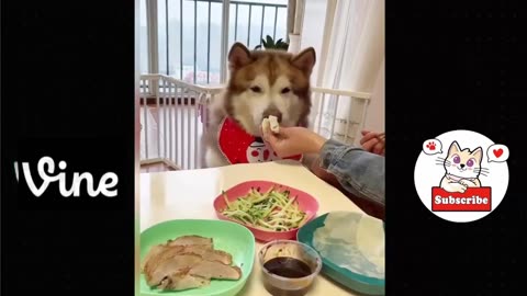 Best Funny Animal Videos Of The 2023 🤣 - Funniest Cats And Dogs Videos 😺😍😂🐶 Funny cat & dog videos 😍