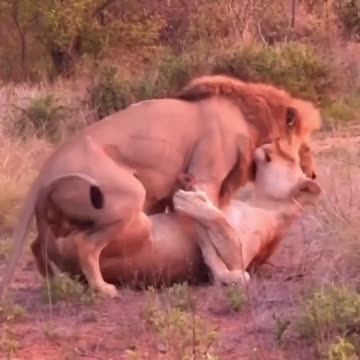 Lion making Love