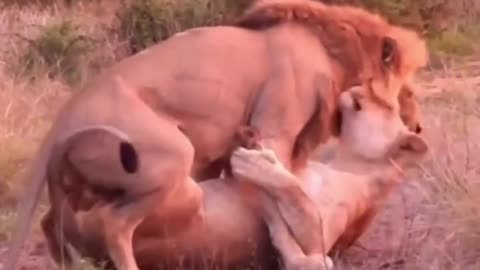 Lion making Love
