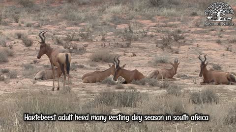 Hartebeest adult herd many resting dry season in south africa