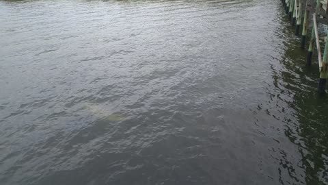 The dolphins came to say hello