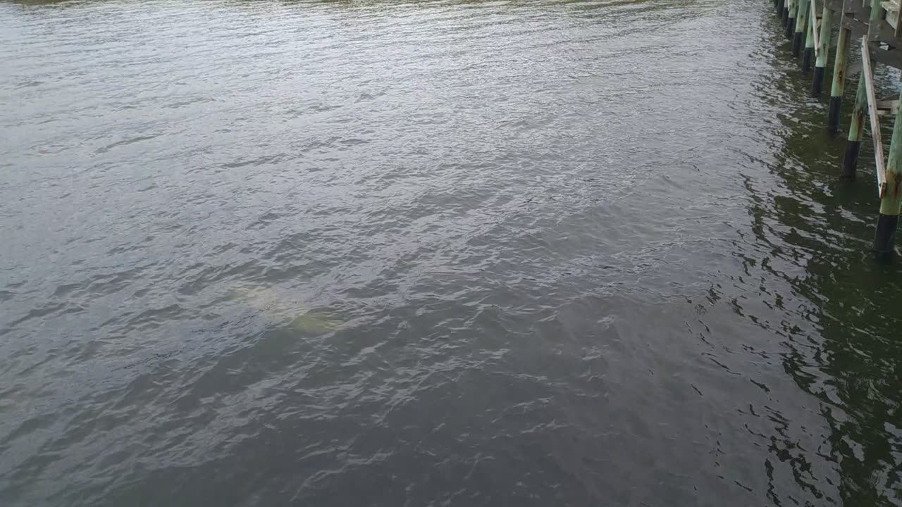 The dolphins came to say hello