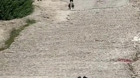 Cute Cats & Funny Cats 😍😍😅😅 #cats #reels #shorts #viral #pets #mmvcats
