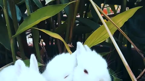 Rabbit funny