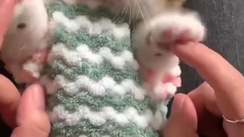 Cute kitten playing 😻