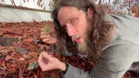 Mirror||Nathan Reynolds|| Earth Star & Old Mans Beard (Nature Nate)