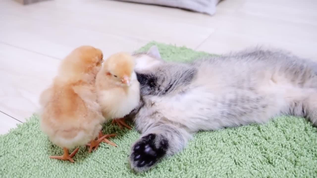 Looking back on how kitten kiki meet tiny chicks for the first time