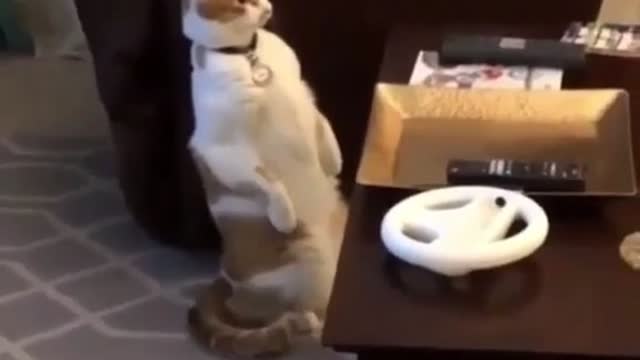 Wtf