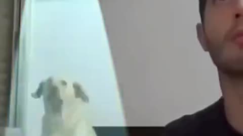 Ha ha, what a happy dog