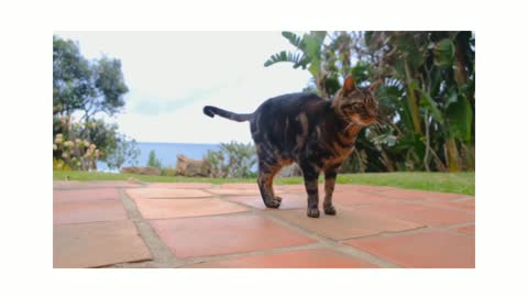 Imazing cat