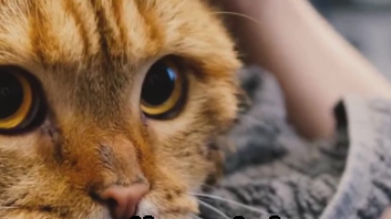 Purr-fect Pet Grooming