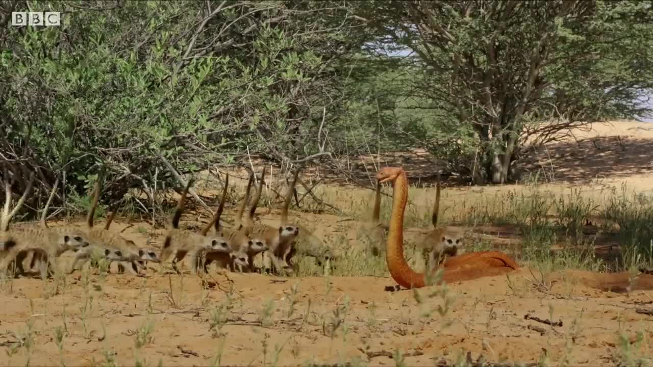 Meerkats vs Robot Cobra _ Spy In The Wild _ BBC Earth