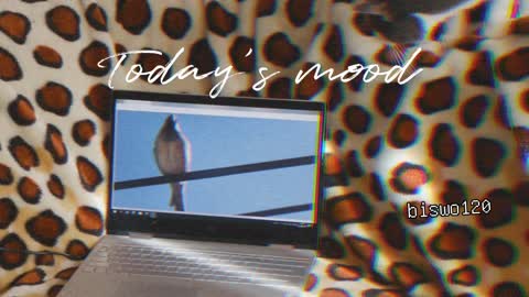 Funny cat seeing laptop screen to a bird. Seeing the Bird is real..