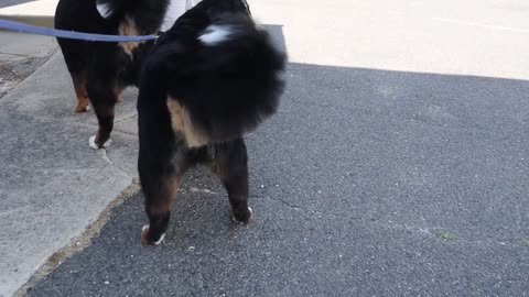 Bernese mountain dog grooming w haircut (owner request)