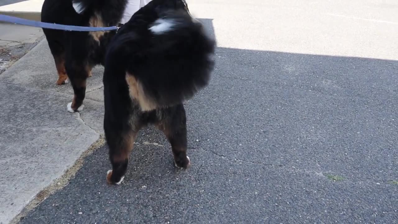 Bernese mountain dog grooming w haircut (owner request)