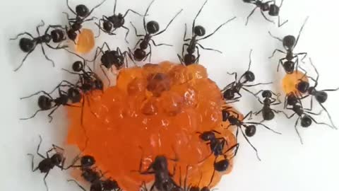 Ants vs. Trout Roe. Time Lapse.