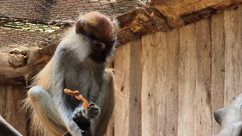 Cute animals