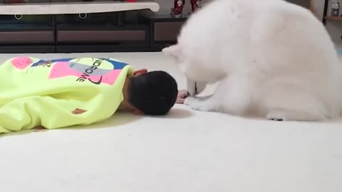 Cat verses dog