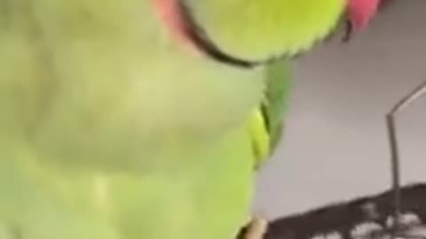 Kids parrot cartoon