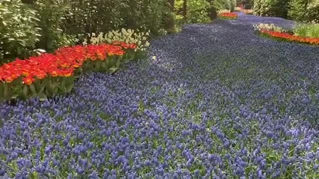 Which park has the most flowers in the Netherlands ?