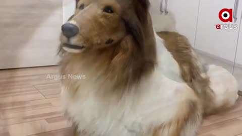 Amazing, beautiful dog