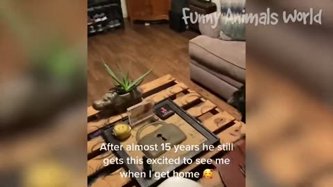 Funniest Dogs And Cats Videos 😂 - Best Funny Animal Videos 2023 😇