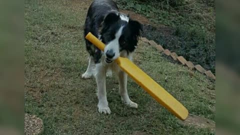 dog playing cricket