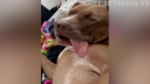 Hilarious Animal Antics: The Funniest Animal Video Ever!