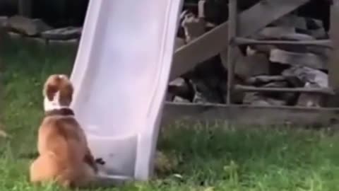 Funny Dogs Videos 2021 🐕 - Try Not To Laugh 😂😂 - #shorts
