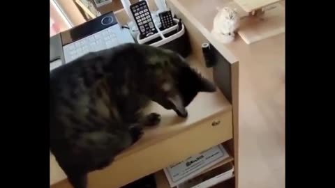 Lock at cat 🐱🤣🤣🤣😂