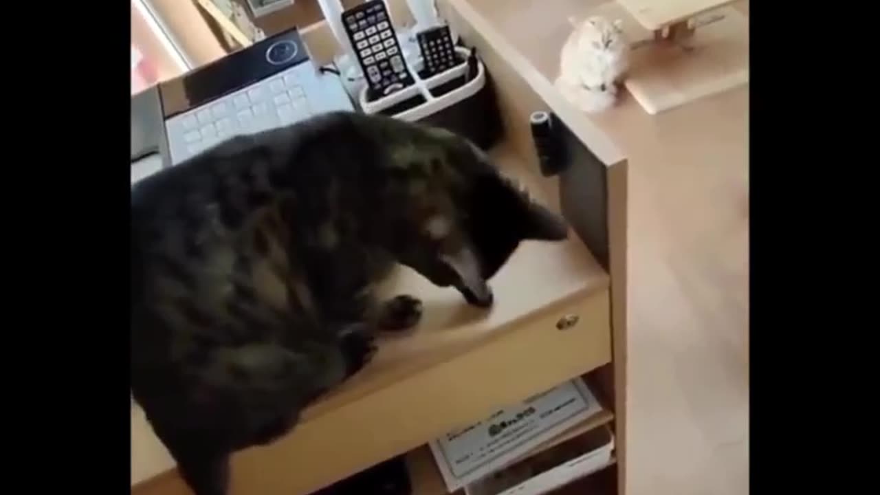 Lock at cat 🐱🤣🤣🤣😂