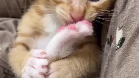 kitten playing with feet