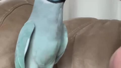 Parrot love