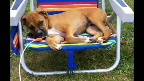 puppy #Summer #canada