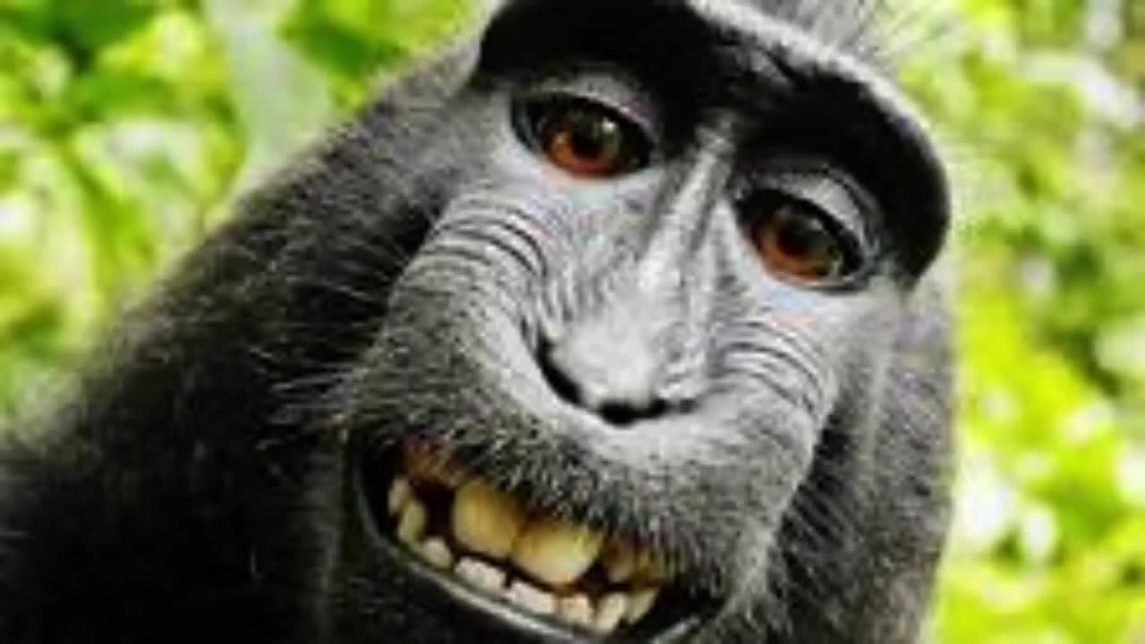 Life Of a Monke
