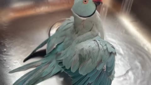 kiwi loves water
