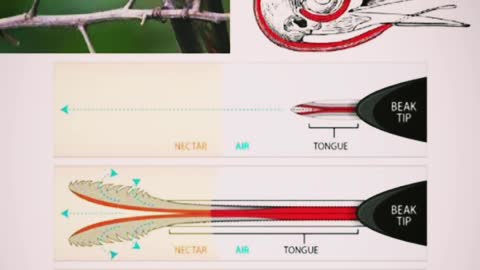 Amazing facts about hummingbird
