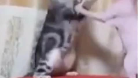 English Funny Pets 21!