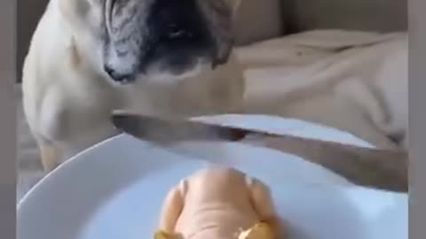 funny cats and dogs