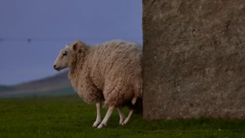 challenged sheep fight