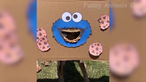 funny animals video