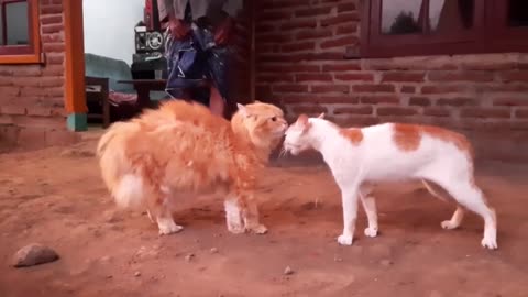 Best cats videos in 2022