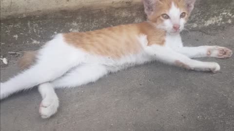 sleeping kitten so cute for you | Diana-videos kitten