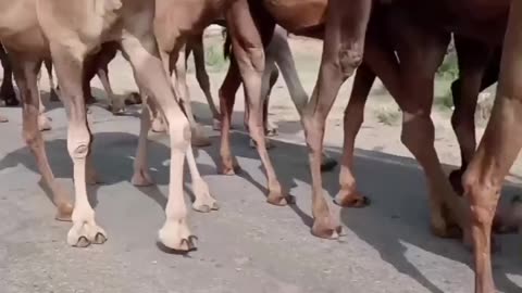 Rajasthani sher ❣️❣️