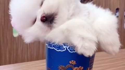 She is sleeping pet