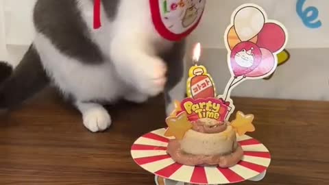 Cute ,beautiful Cat