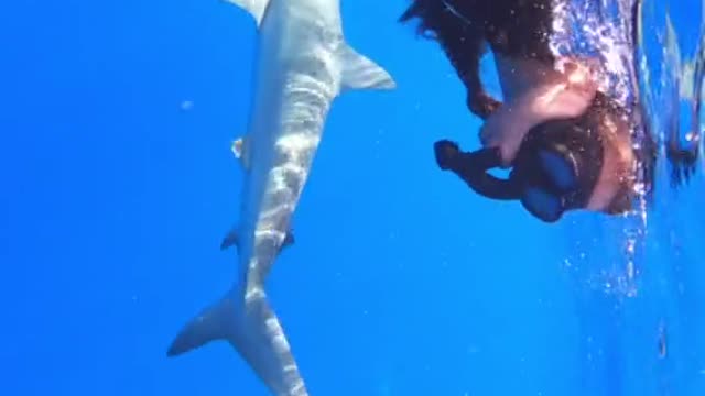 Did you know sharks swim with the most dominant sharks at the top of the water column?