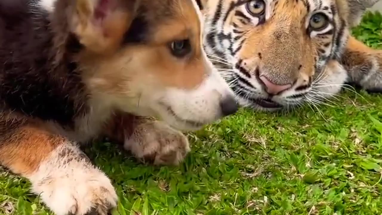 Cute Friends --(720P_HD)