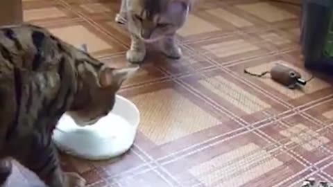 Cats Refuse To Share Bowl Of Milk.